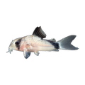 Bandit Corydoras | Hoplisoma metae