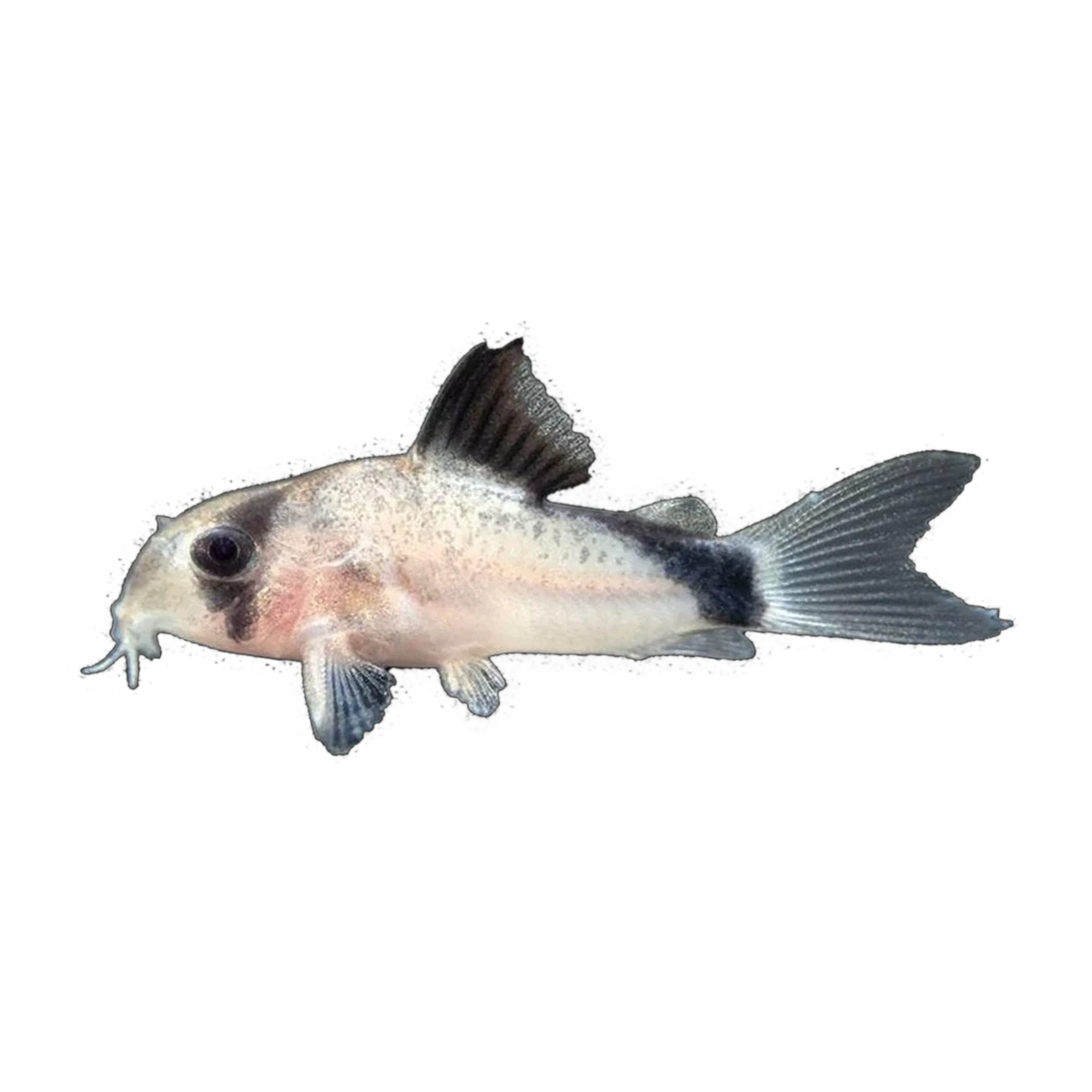 Bandit Corydoras | Hoplisoma metae