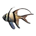 Banggai Cardinalfish | Pterapogon kauderni