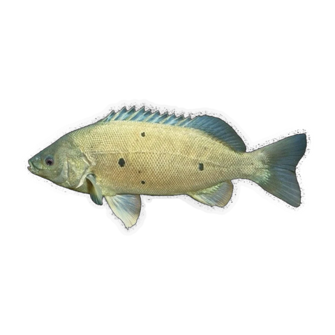 Barcoo Grunter (Scortum barcoo), side profile facing right