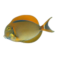 Bariene Tang | Acanthurus bariene