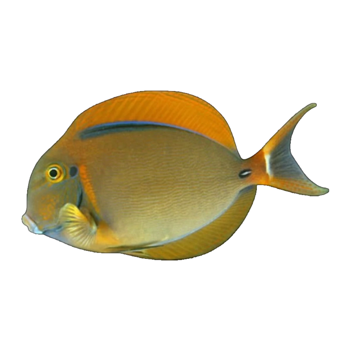 Bariene Tang | Acanthurus bariene