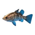 Barramundi (Lates calcarifer), side profile facing right