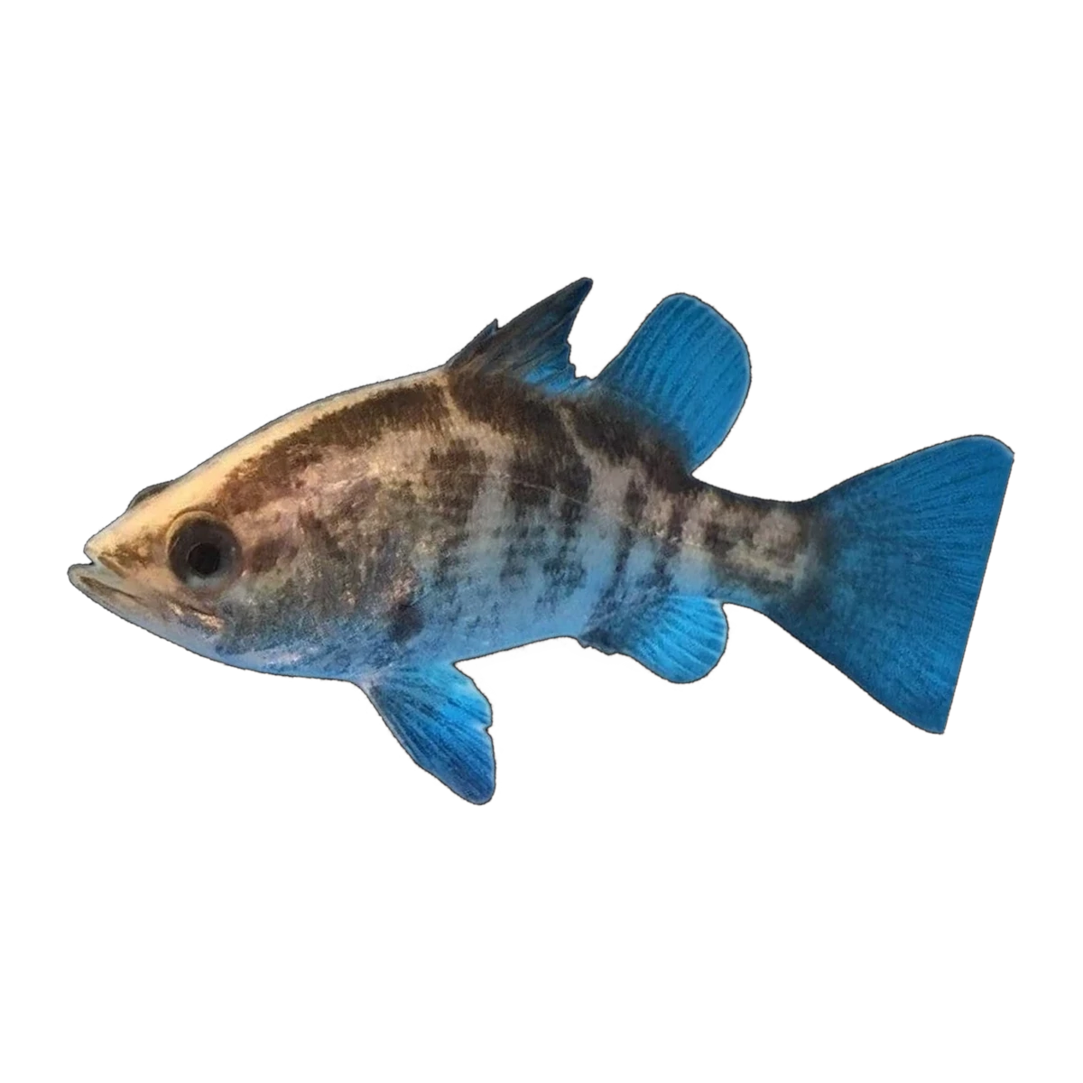 Barramundi (Lates calcarifer), side profile facing right