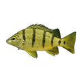 Barred Grunter (Amniataba percoides), side profile facing right