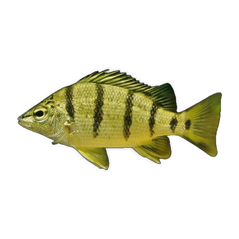 Barred Grunter (Amniataba percoides), side profile facing right