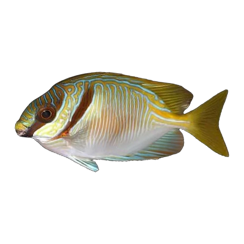 Barred Rabbitfish | Siganus doliatus