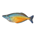 Barred Rainbowfish Clearwater Creek