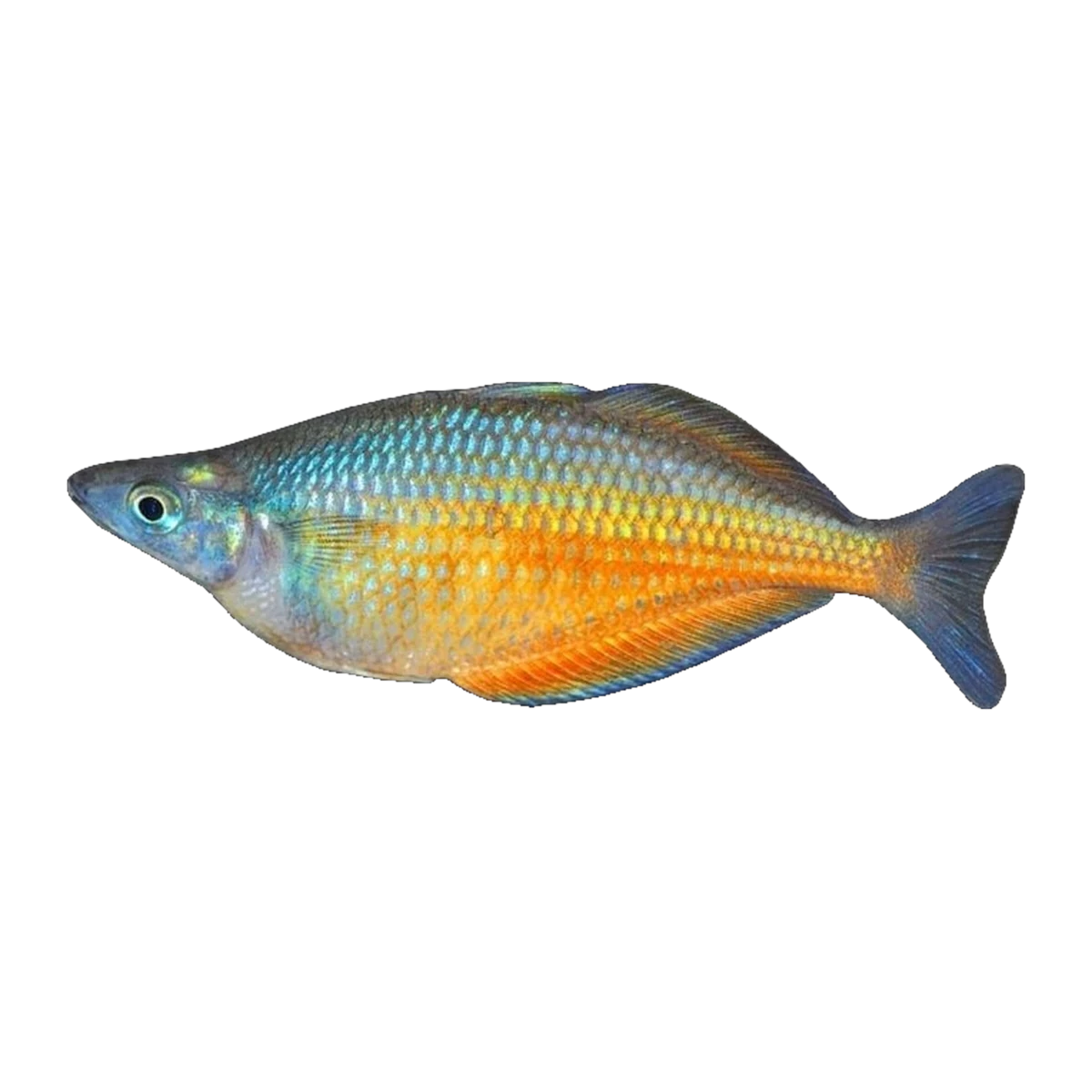 Barred Rainbowfish Clearwater Creek