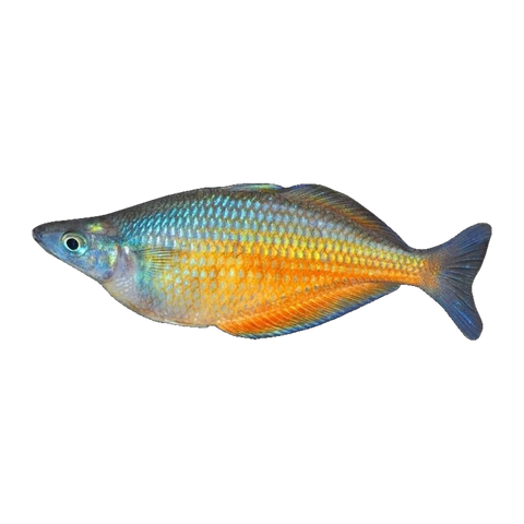 Barred Rainbowfish Clearwater Creek
