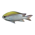 Barrier Reef Chromis | Chromis nitida