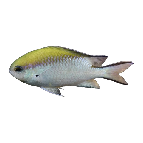 Barrier Reef Chromis | Chromis nitida