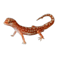 Beaded Gecko | Lucasium damaeum