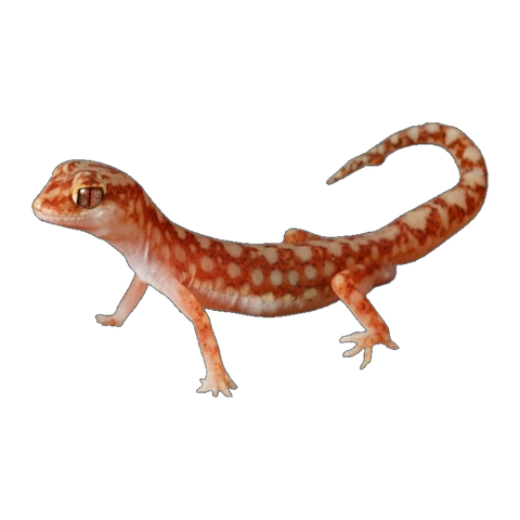 Beaded Gecko | Lucasium damaeum
