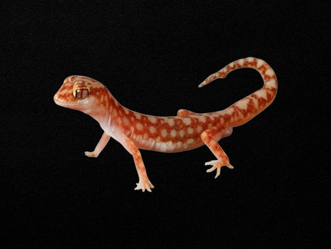 Beaded Gecko | Lucasium damaeum