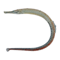 Beady Pipefish | Hippichthys penicillus