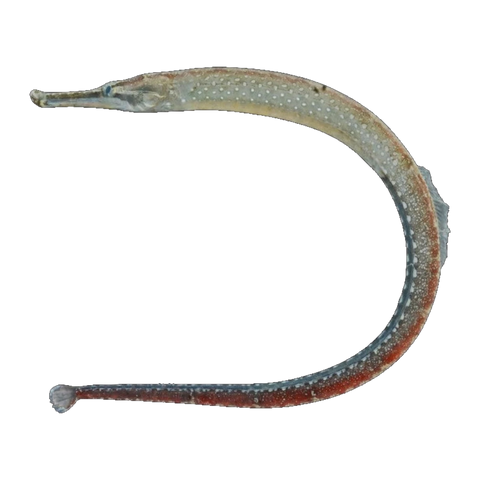 Beady Pipefish | Hippichthys penicillus