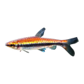 Beckford's Pencil Fish