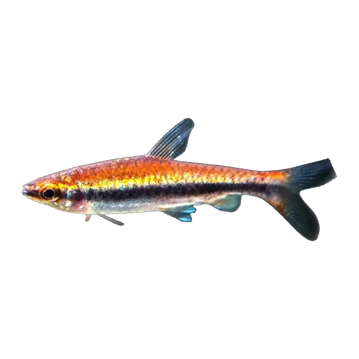 Beckford's Pencil Fish