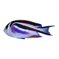 Bellus Angelfish Female | Genicanthus bellus