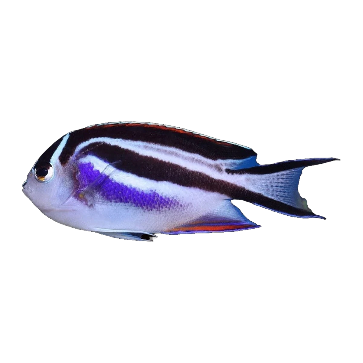 Bellus Angelfish Female | Genicanthus bellus