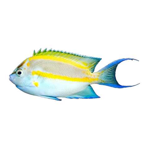Bellus Angelfish Male | Genicanthus bellus