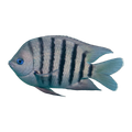 Bengal Sergeant | Abudefduf bengalensis