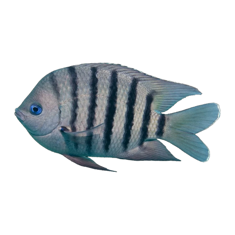 Bengal Sergeant | Abudefduf bengalensis