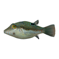 Bennett's Toby | Canthigaster bennetti