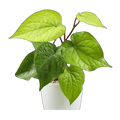 Betel Leaf Cuttings | Piper betle