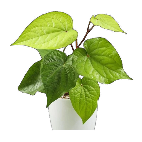 Betel Leaf Cuttings | Piper betle