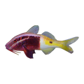 Bicolor Goatfish | Parupeneus barberinoides