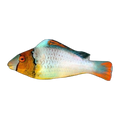 Bicolor Parrotfish | Cetoscarus bicolor