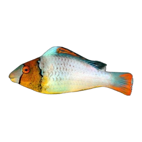 Bicolor Parrotfish | Cetoscarus bicolor