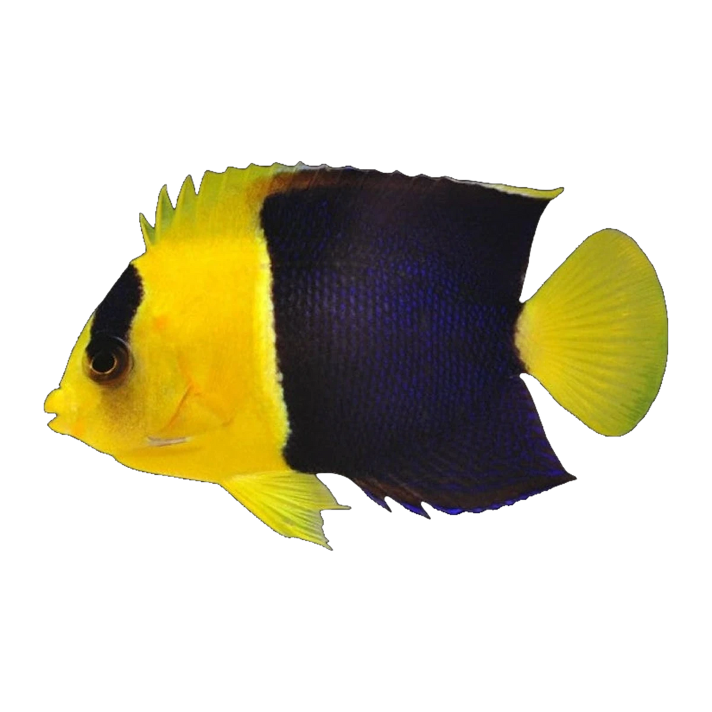 Bicolour Angelfish | Centropyge bicolor
