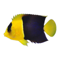 Bicolour Angelfish | Centropyge bicolor