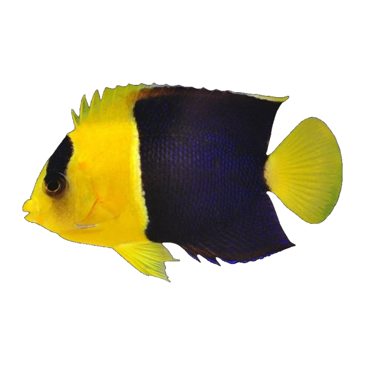 Bicolour Angelfish | Centropyge bicolor