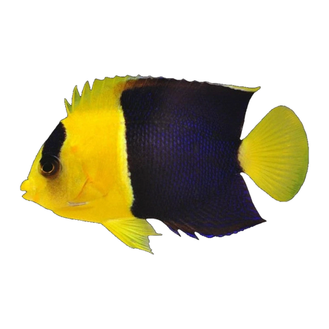 Bicolour Angelfish | Centropyge bicolor