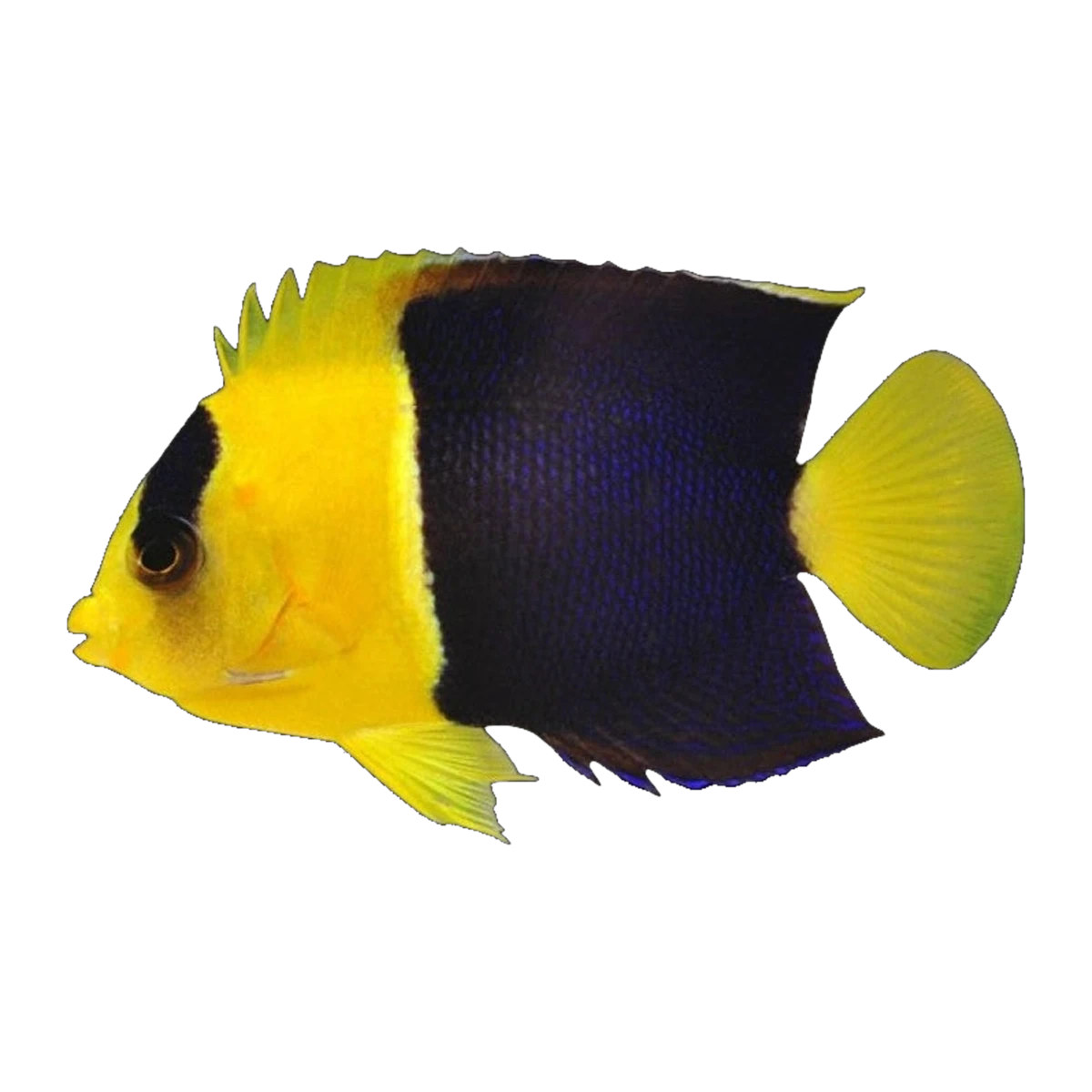 Bicolour Angelfish | Centropyge bicolor