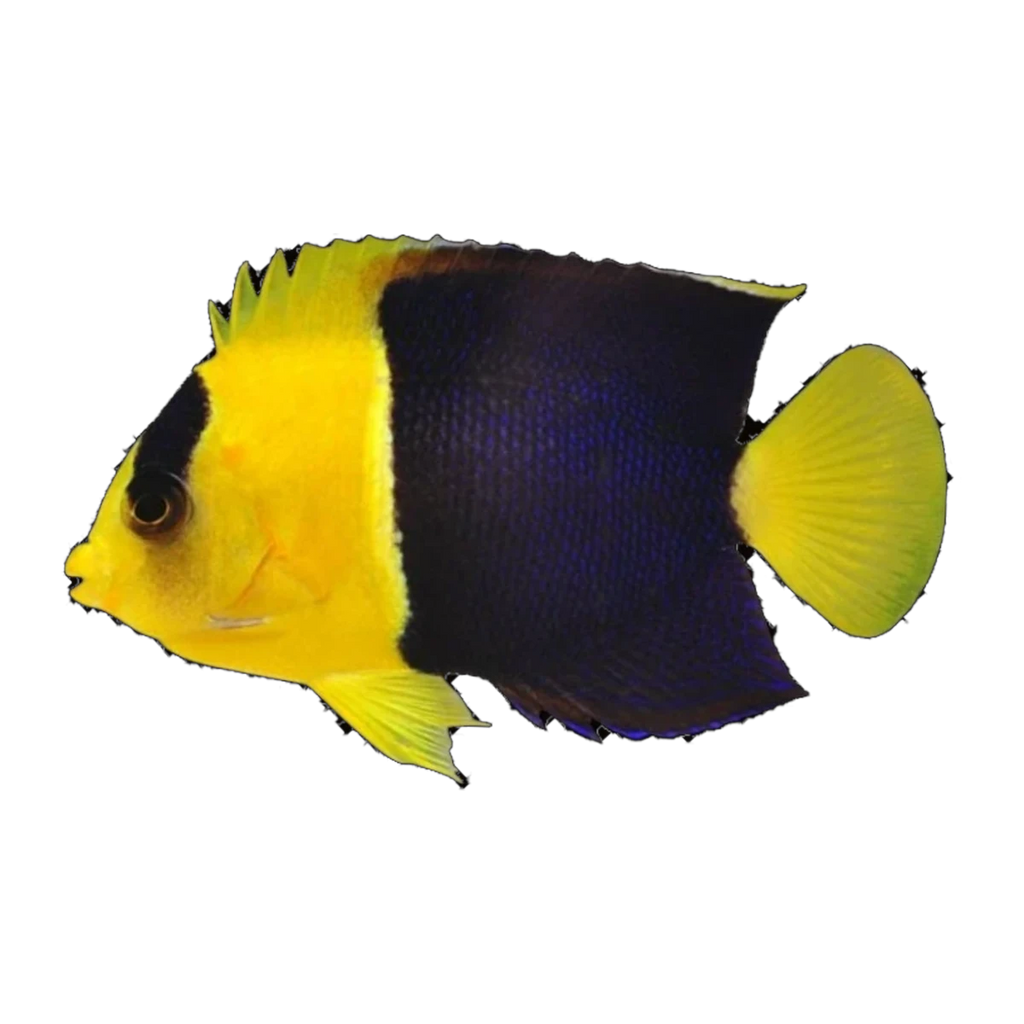 Bicolour Angelfish | Centropyge bicolor