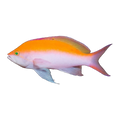 Bicolour Anthias Extra | Nemanthias bicolor