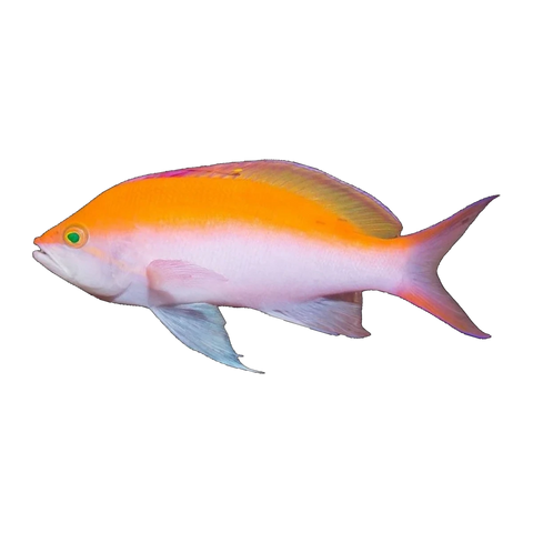 Bicolour Anthias Extra | Nemanthias bicolor