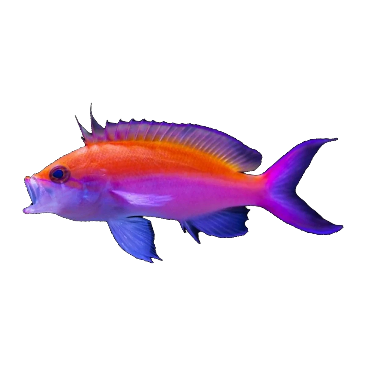Bicolour Anthias Extra | Nemanthias bicolor