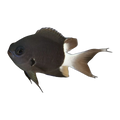 Bicolour Chromis | Chromis bicolour