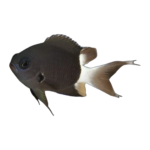 Bicolour Chromis | Chromis bicolour