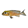 Big-eyed Mouthbrooder | Callochromis macrops