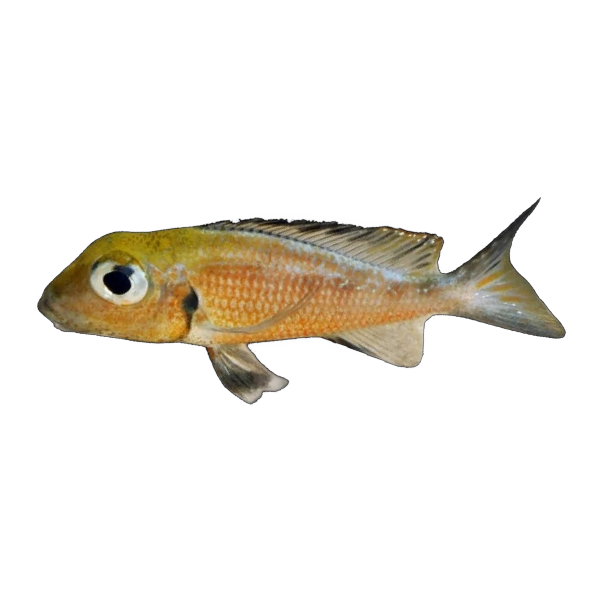 Big-eyed Mouthbrooder | Callochromis macrops