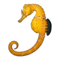 Bigbelly Seahorse | Hippocampus abdominalis