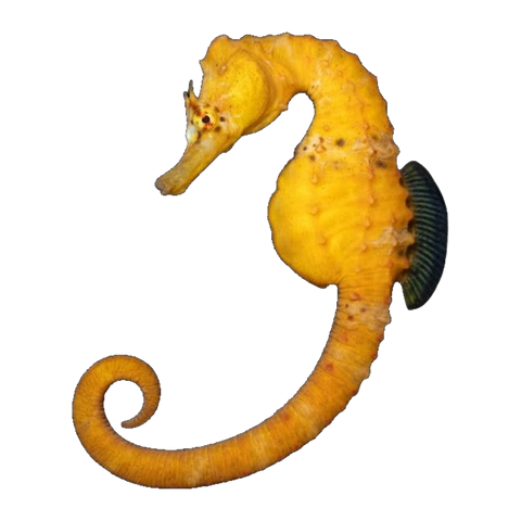 Bigbelly Seahorse | Hippocampus abdominalis