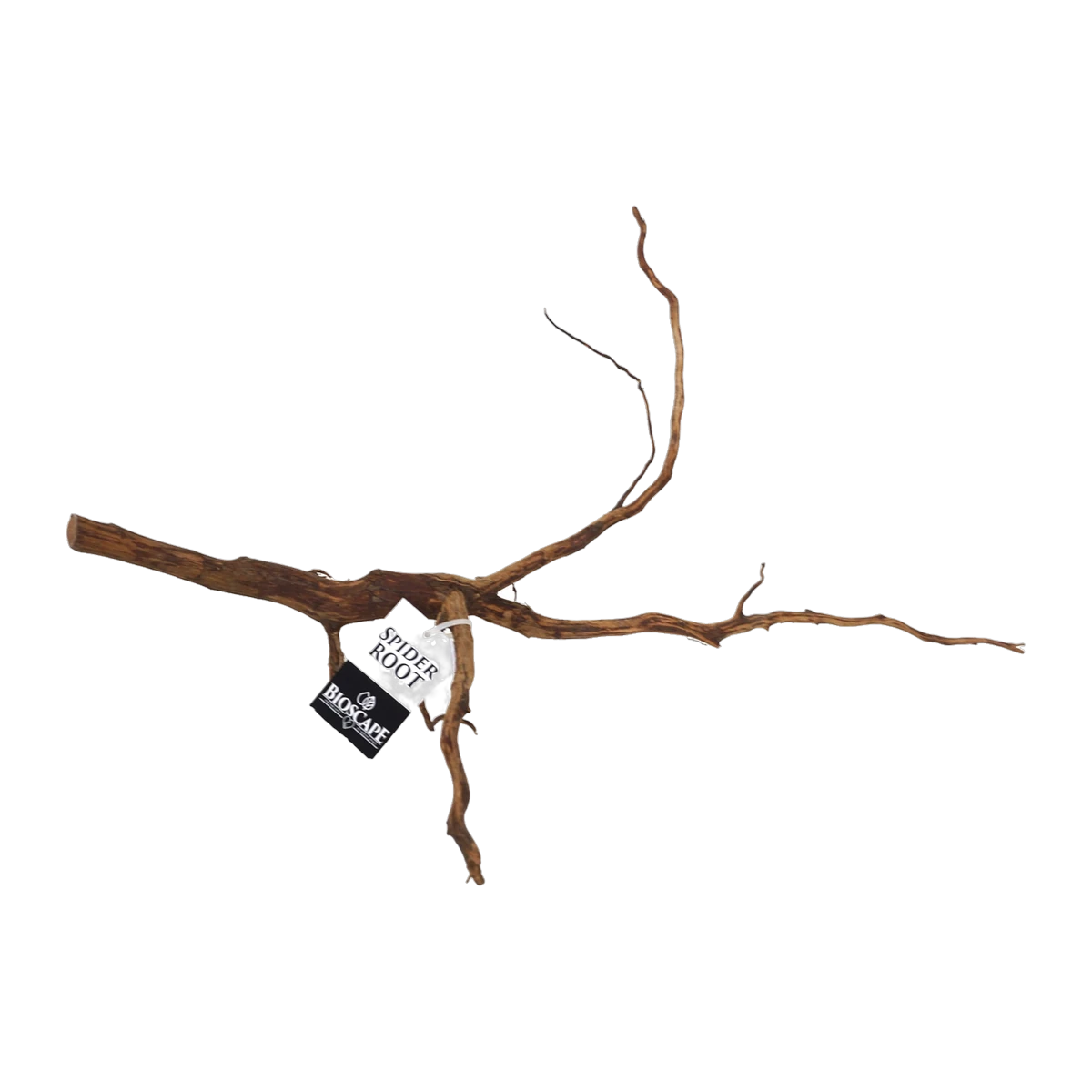 Bioscape Amber/Gold Spider Roots Small 15 - 20cm